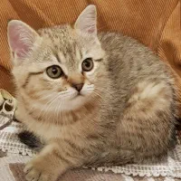 بچه گربه بریتیش *پدر رو ببین دختر رو بگیر*