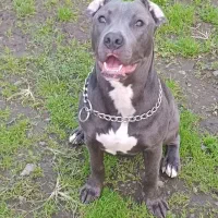 پیتبول ماده(بلو)