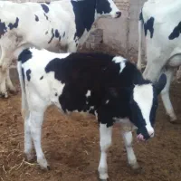 یک عدد گوساله ماده ۶ماهه