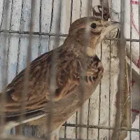 سهره خ ا کی یک ساله