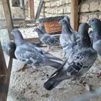کبوتر پلاکی|پرنده|حبیب آباد, |دیوار