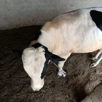گوساله