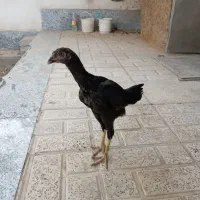 مرغ وخروس|حیوانات مزرعه|محمدشهر, محمدشهر|دیوار