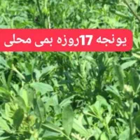 بذر یونجه محلی اصیل بمی اصلاح شده پاک تمیز|خدمات باغبانی و درختکاری|کرمان, |دیوار