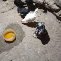 دو عددخروس معاوضه مرغ تخم گذار