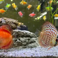 ماهی نمو یزد..آب شیرین|ماهی|یزد, |دیوار