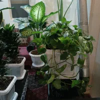 گلهای اپارتمانی سالم به قیمت مناسب|گل و گیاه طبیعی|تهران, دهقان|دیوار