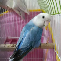 کوتوله دستی مخصوص بچه کوچیک