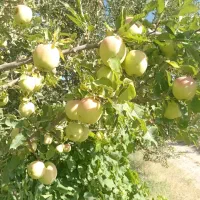 فروش انواع نهال های اصلاح شده وپربارودیرگل تضمینی|گل و گیاه طبیعی|مراغه, |دیوار