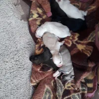 توله و ماده هاسکی|سگ|آشخانه, |دیوار