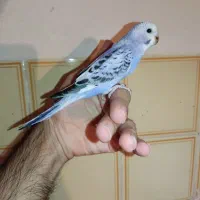 جوجه مرغ عشق رام کاسکویی دونه خور|پرنده|کرمان, |دیوار