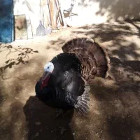 بوقلمون نر و ماده و نیمچه|حیوانات مزرعه|سنندج, |دیوار