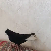 کفتر دمی بهبونی|پرنده|شیراز, دروازه قران|دیوار