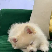 سگ پامر|سگ|بندر کنگان, |دیوار