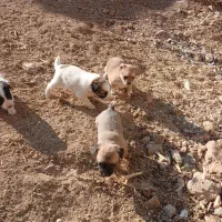 توله پاکوتاه کوتا بسیار بازی گوش