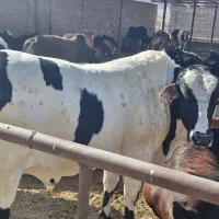 گوساله خارجی