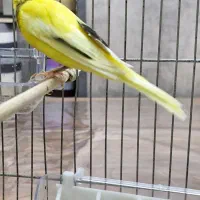 قناریهای رسمی بلند|پرنده|تهران, دهم فروردین|دیوار