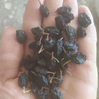 مویز ترکمن کلی