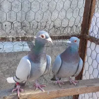 دبر نر و ماده جفت