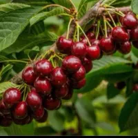 آلبالو گوشواره ای بهترین برای کاشت|خدمات باغبانی و درختکاری|لاهیجان, قیام|دیوار