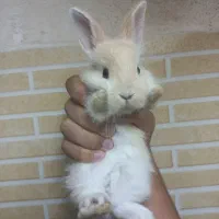 خرگوش ۲۵ روزه