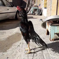 خروس ومرغ لاری اوشامو