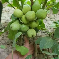 نهال گردو گلدانی ژنوتیپ ۷