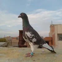 پلنگ سیاه قلدور