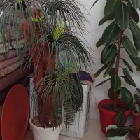 تعدادی گل وساعت ونخل|گل و گیاه طبیعی|سرپل ذهاب, |دیوار