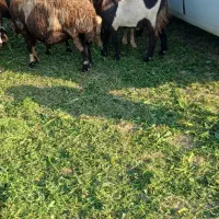 بزغاله|حیوانات مزرعه|بروجرد, |دیوار