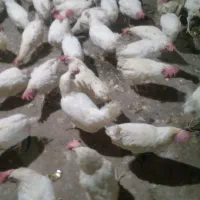 مرغ|حیوانات مزرعه|خوی, |دیوار