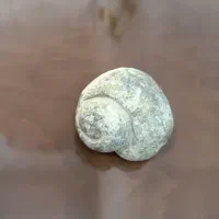 فسیل صدف و آمونیت