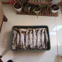 ماهی قزل الا تازه زیر قیمت بازار