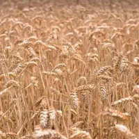 فروش گندم دیمی