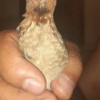 بلدرچین کرک نر بیابانی رام صاف  دو عدد یکساله