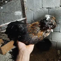 مرغ خروس لهستانی|حیوانات مزرعه|آبپخش, |دیوار