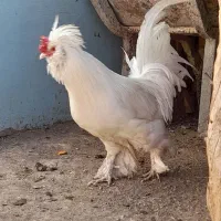 تخم مرغ نطفه دار سلطان و گلین