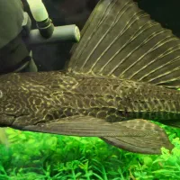 حراج لجن خوار اسپرت