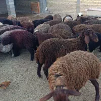 بره چاق