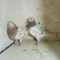 یک جفت سرول نروماده مولد