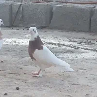 کبوتر طوقی جوان