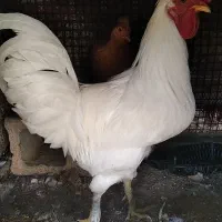 خروس زینتی|حیوانات مزرعه|همایجان, |دیوار