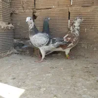 ۳ تا نر تعبیدی