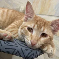 واگذاری گربه dsh|گربه|سیرجان, |دیوار