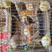 8 عدد عروس هلندی مولد