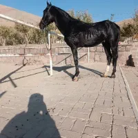 اسب|اسب و تجهیزات اسب‌سواری|دماوند, دماوند|دیوار