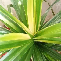 گل طبیعی پاندانسون