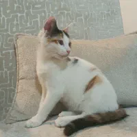 واگذاری گربه کالیکو
