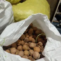 گردو