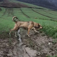 واگذاری ماده سرابی